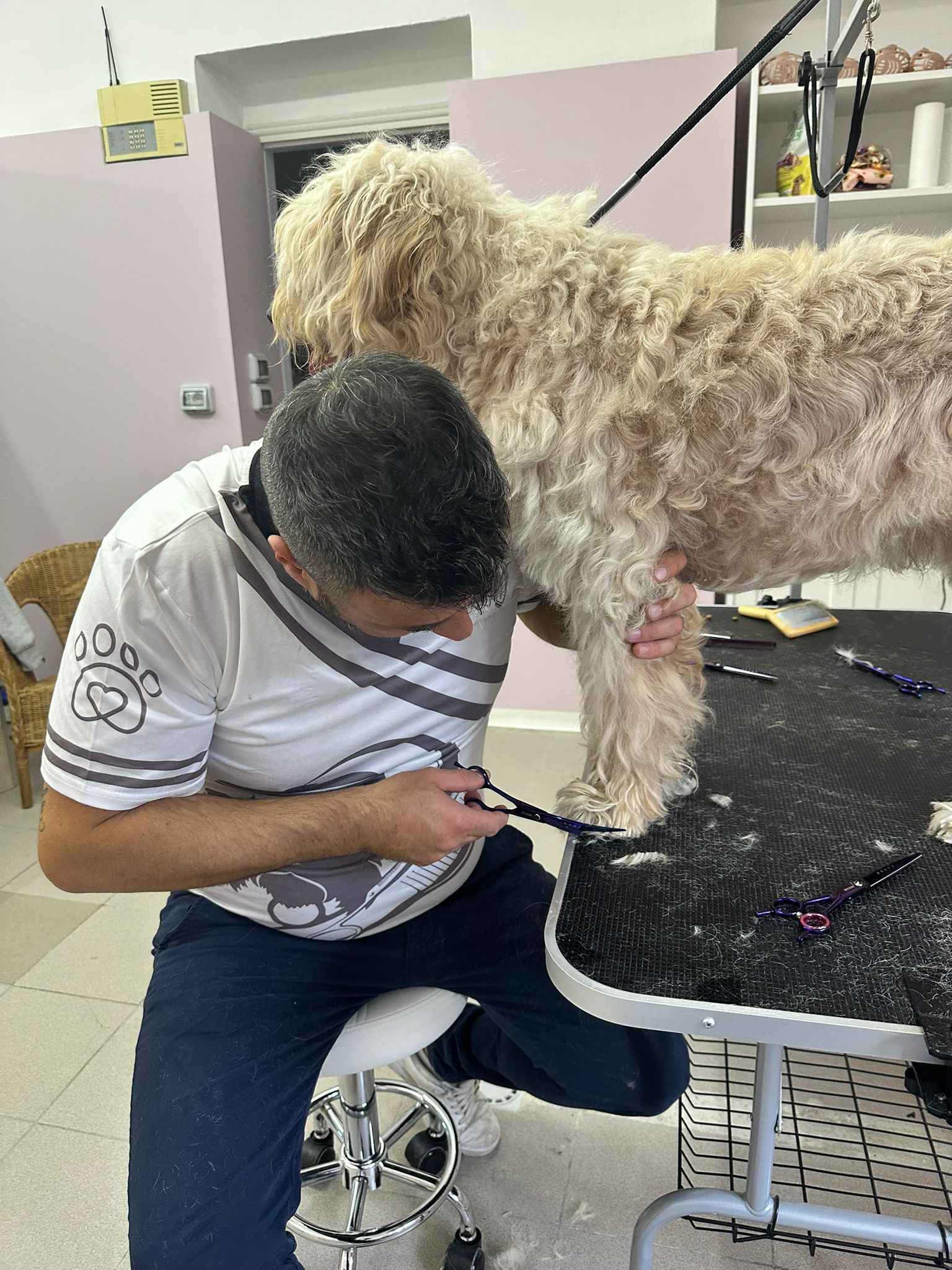 Sergio toelettatore esperto Milano cura del pelo cane